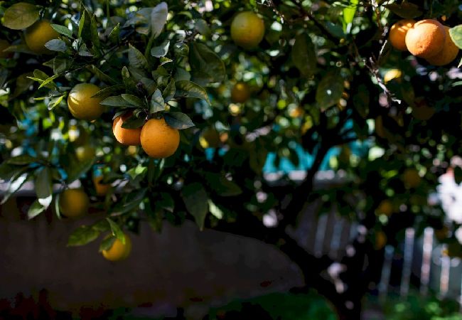 Chalet en L´Eliana - The Orange Lemon Tree House by Florit Flats